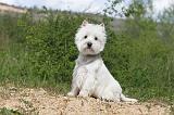 WESTIE 075